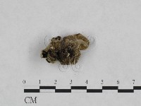 毛木耳藏品圖，第1張