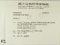 炭角菌屬藏品圖，第2張