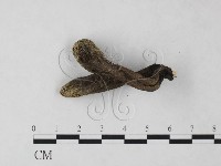 炭角菌屬藏品圖，第3張