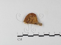 多孔菌屬藏品圖，第3張