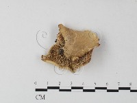 多孔菌屬藏品圖，第1張