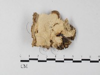 登錄號:F0023976藏品圖，第1張