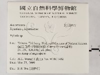 炭角菌屬藏品圖，第2張