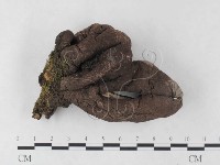 炭角菌屬藏品圖，第3張