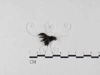 炭角菌屬藏品圖，第1張