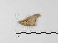 登錄號:F0023981藏品圖，第1張