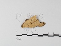 登錄號:F0023981藏品圖，第3張