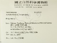 多孔菌屬藏品圖，第2張