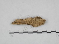 登錄號:F0023986藏品圖，第1張