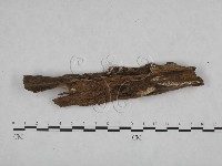 絲皮菌屬藏品圖，第1張