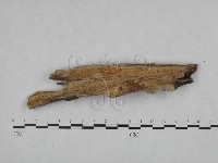 絲皮菌屬藏品圖，第3張