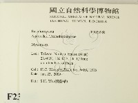 小菇屬藏品圖，第2張