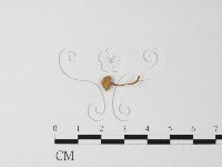 小菇屬藏品圖，第3張