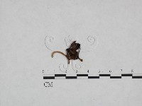 登錄號:F0023989藏品圖，第3張