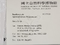 薄孔菌屬藏品圖，第2張