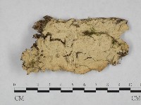 薄孔菌屬藏品圖，第1張