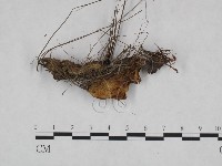 登錄號:F0023993藏品圖，第1張