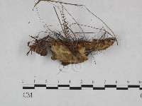 登錄號:F0023993藏品圖，第3張