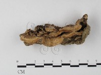 登錄號:F0023994藏品圖，第1張