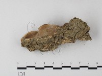 登錄號:F0023994藏品圖，第4張