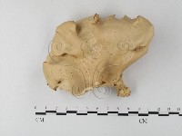 多孔菌屬藏品圖，第1張