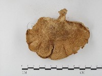 多孔菌屬藏品圖，第3張