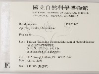 射脈菌屬藏品圖，第2張