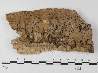 射脈菌屬藏品圖，第1張