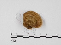 栓菌屬藏品圖，第3張