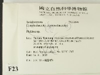 木層孔菌屬藏品圖，第2張