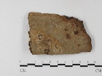 木層孔菌屬藏品圖，第1張