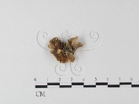 硬孔菌屬藏品圖，第3張