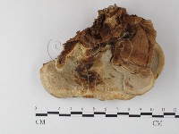 登錄號:F0024001藏品圖，第3張