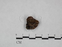 纖孔菌屬藏品圖，第1張