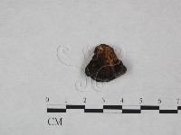 纖孔菌屬藏品圖，第3張