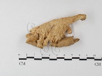 多孔菌屬藏品圖，第3張