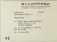 絲齒菌屬藏品圖，第2張