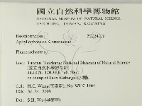 顯絲菌屬藏品圖，第2張