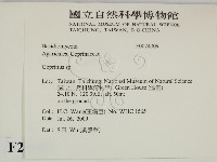 鬼傘屬藏品圖，第2張