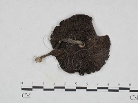 鬼傘屬藏品圖，第3張