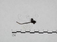 鬼傘屬藏品圖，第3張