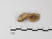 登錄號:F0024013藏品圖，第3張