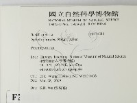 多年臥孔菌屬藏品圖，第2張