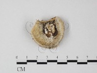 多年臥孔菌屬藏品圖，第1張