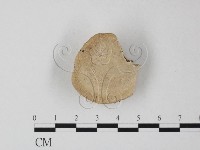 多年臥孔菌屬藏品圖，第3張