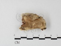 登錄號:F0024015藏品圖，第1張