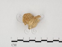 登錄號:F0024016藏品圖，第1張