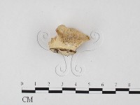 登錄號:F0024016藏品圖，第3張