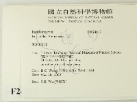 韌革菌屬藏品圖，第2張