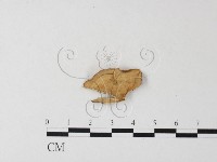 韌革菌屬藏品圖，第3張